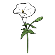 White Lily White Lily